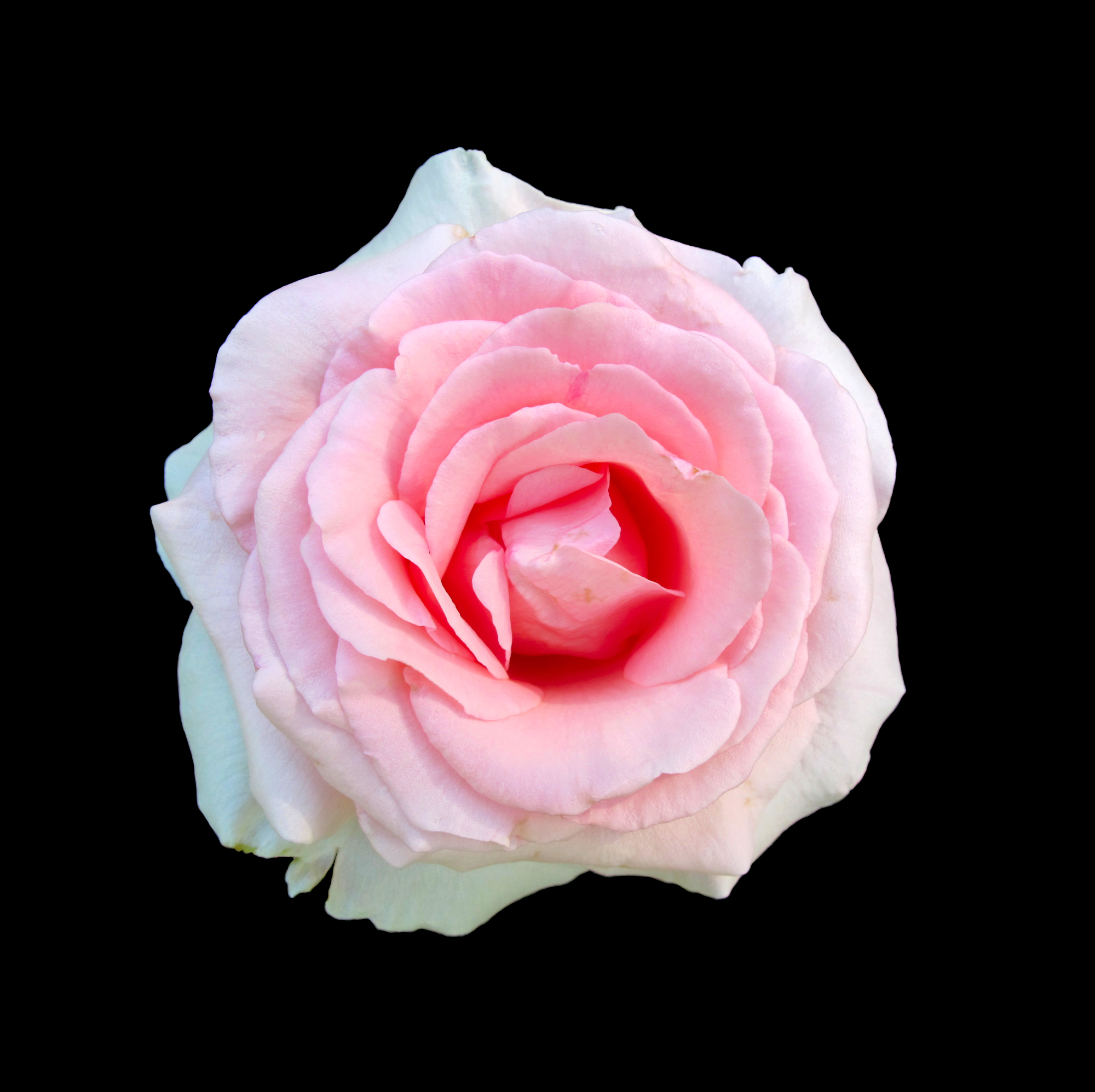 Pink rosy rose flower in sunlight